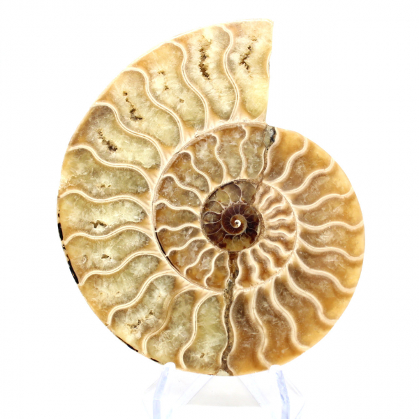 Polished ammonite fossil