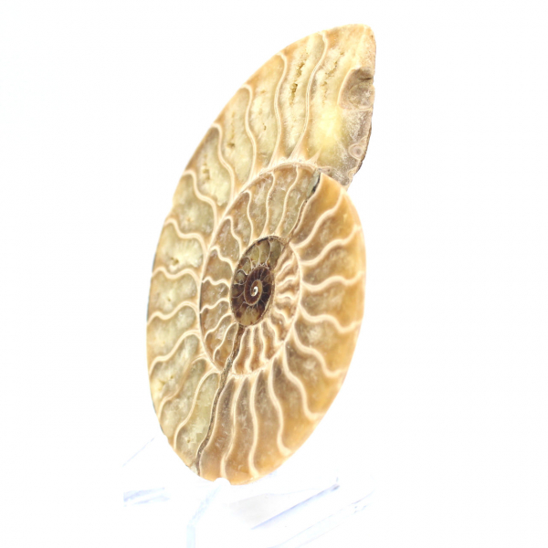 Polished ammonite fossil