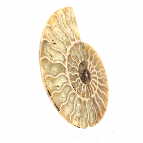 Polished ammonite fossil