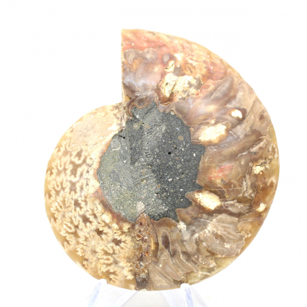 Polished ammonite fossil