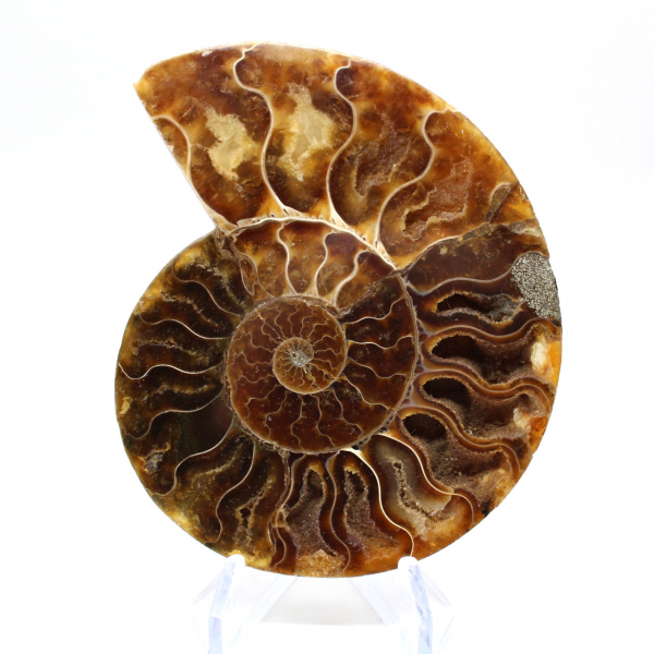 Ammonite fossil one piece