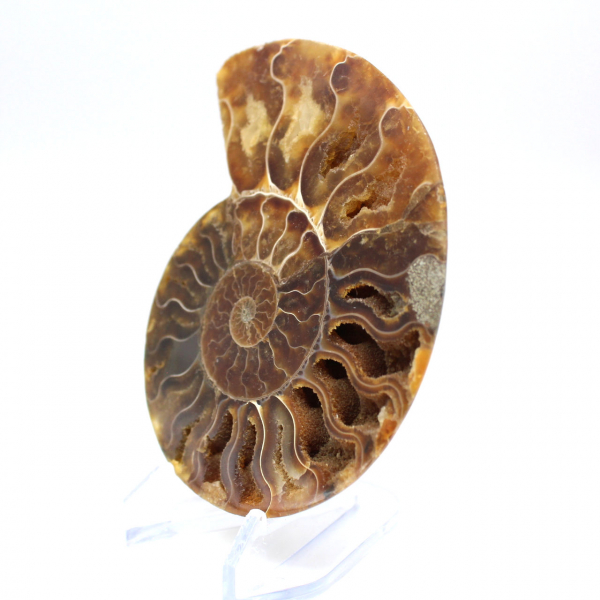 Ammonite fossil one piece