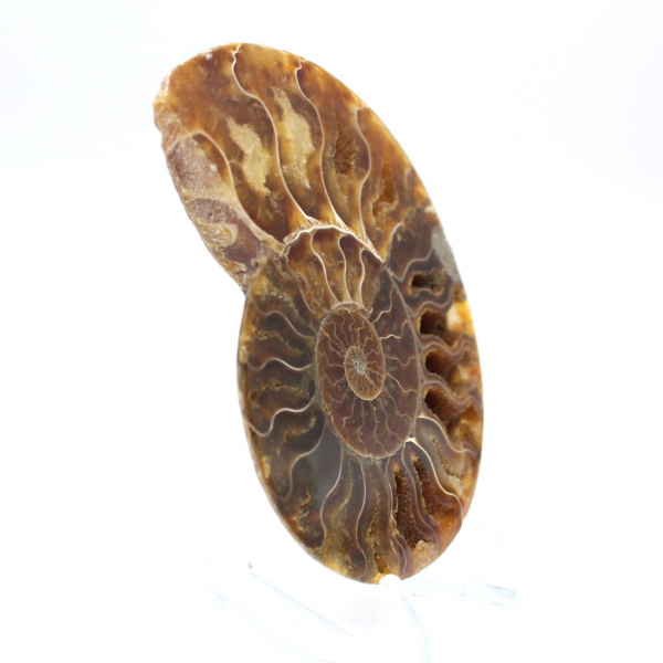 Ammonite fossil one piece