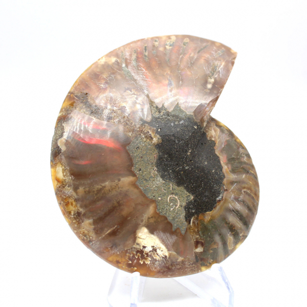 Ammonite fossil one piece