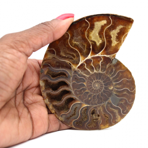 Polished fossil ammonite from Madagascar