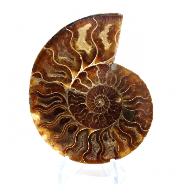 Polished fossil ammonite from Madagascar