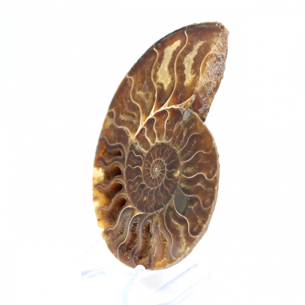 Polished fossil ammonite from Madagascar