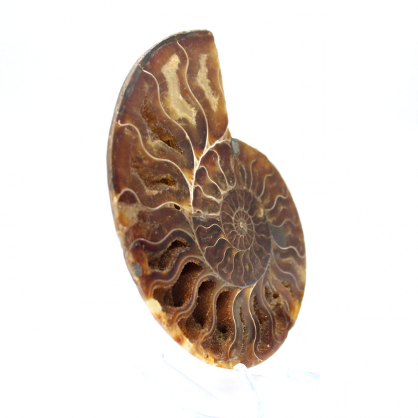 Polished fossil ammonite from Madagascar