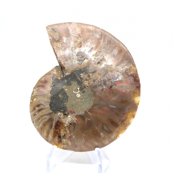 Polished fossil ammonite from Madagascar