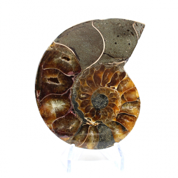 Ammonite one piece