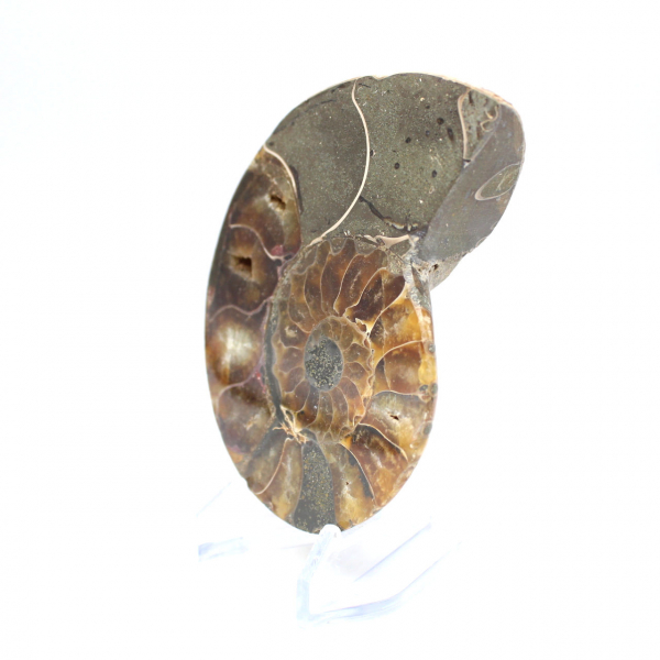 Ammonite one piece