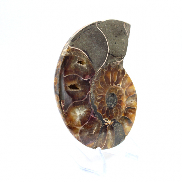 Ammonite one piece