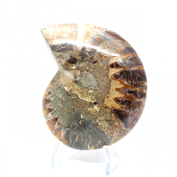 Ammonite one piece