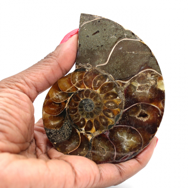 Fossilized ammonite