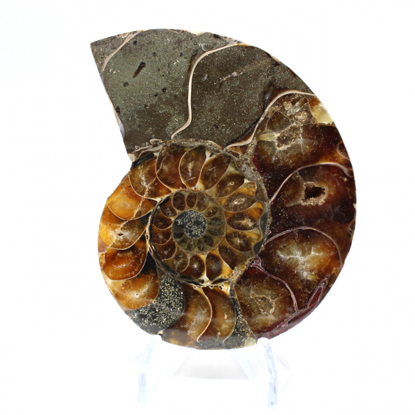 Fossilized ammonite