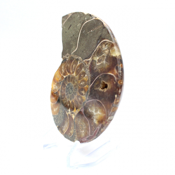 Fossilized ammonite