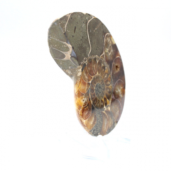 Fossilized ammonite