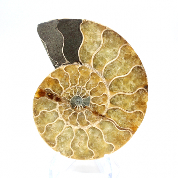 Ammonite from Madagascar