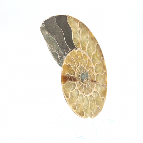 Ammonite from Madagascar