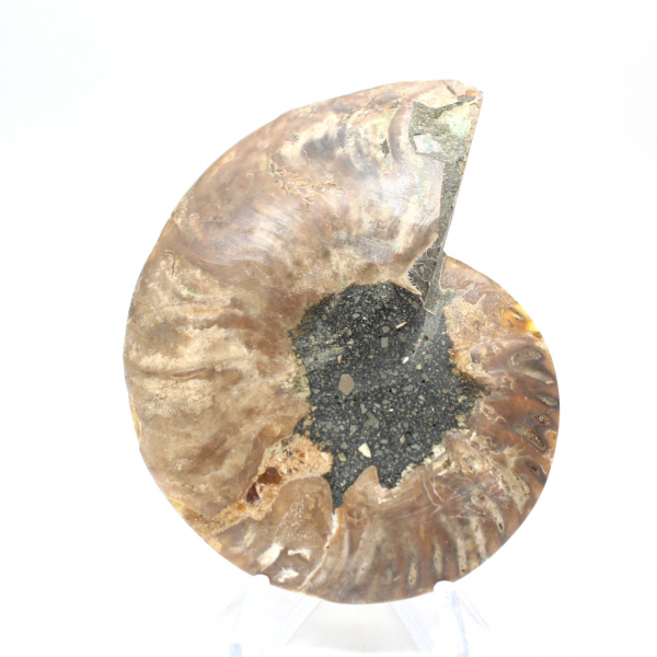 Ammonite from Madagascar