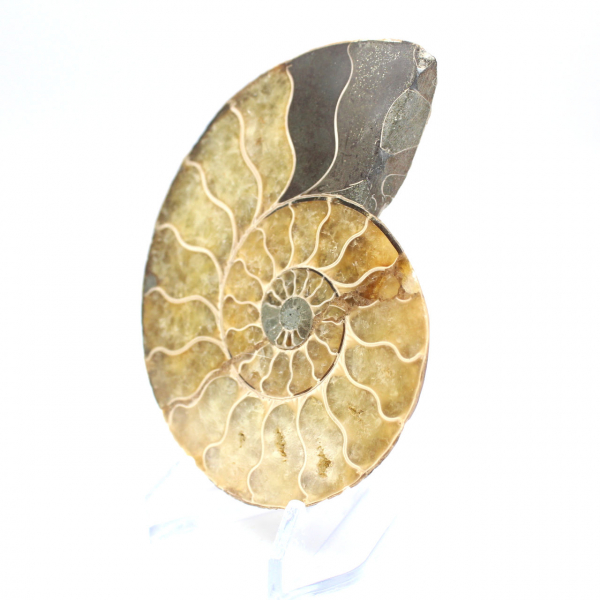 Ammonite