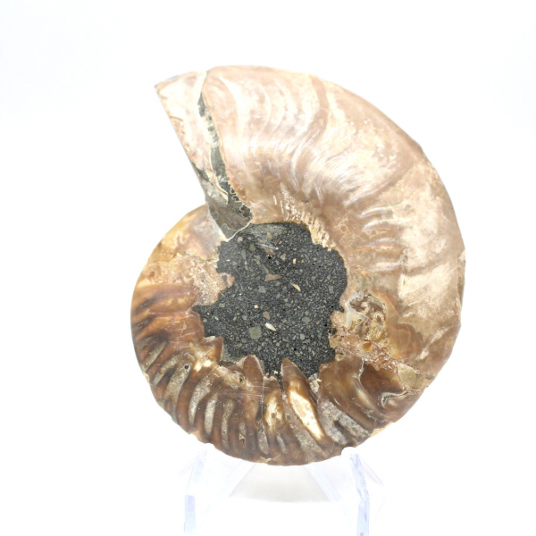 Ammonite