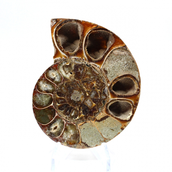 Sawn polished ammonite