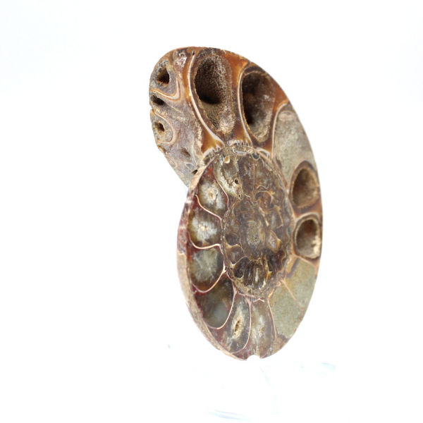 Sawn polished ammonite