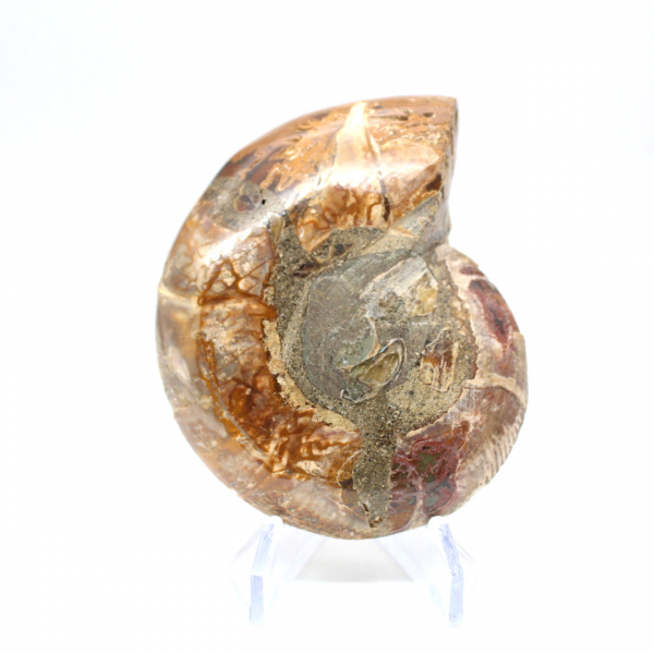 Sawn polished ammonite