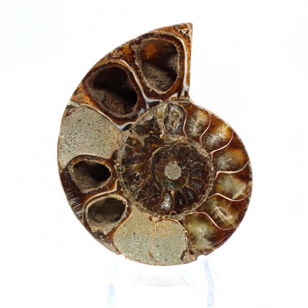 Fossilized polished ammonite