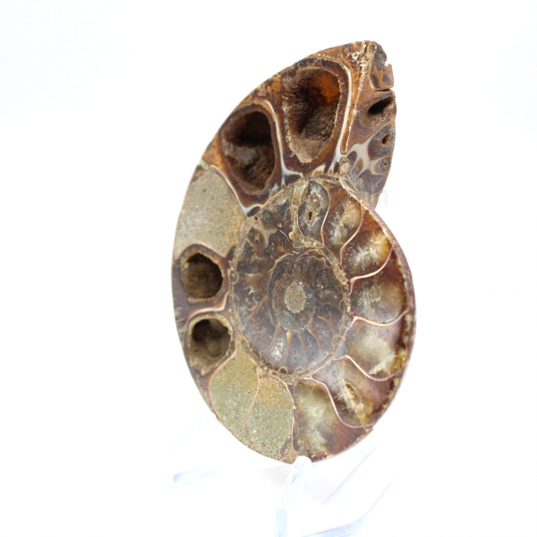 Fossilized polished ammonite