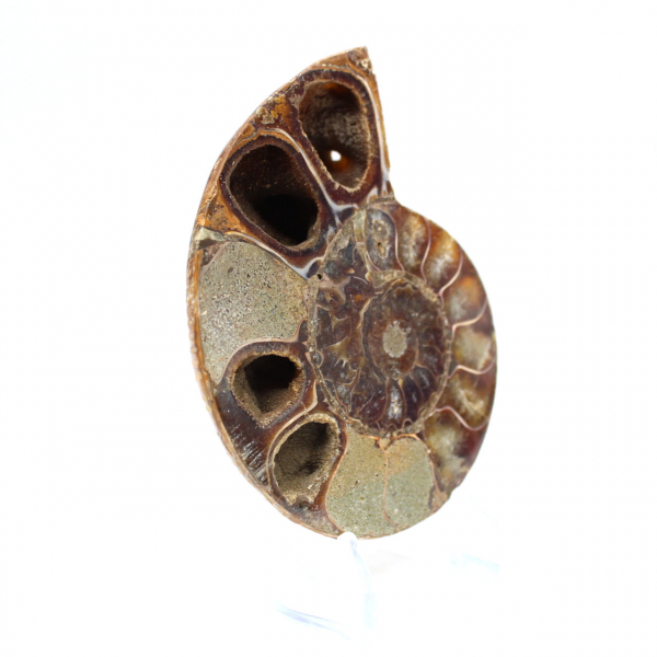 Fossilized polished ammonite