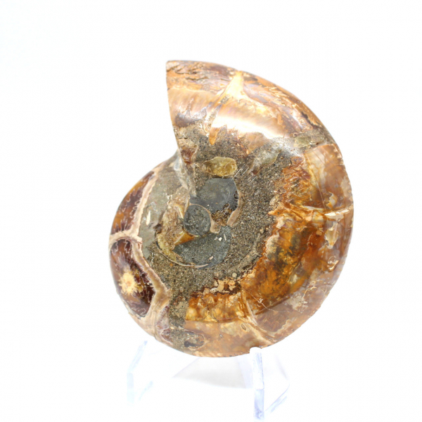 Fossilized polished ammonite