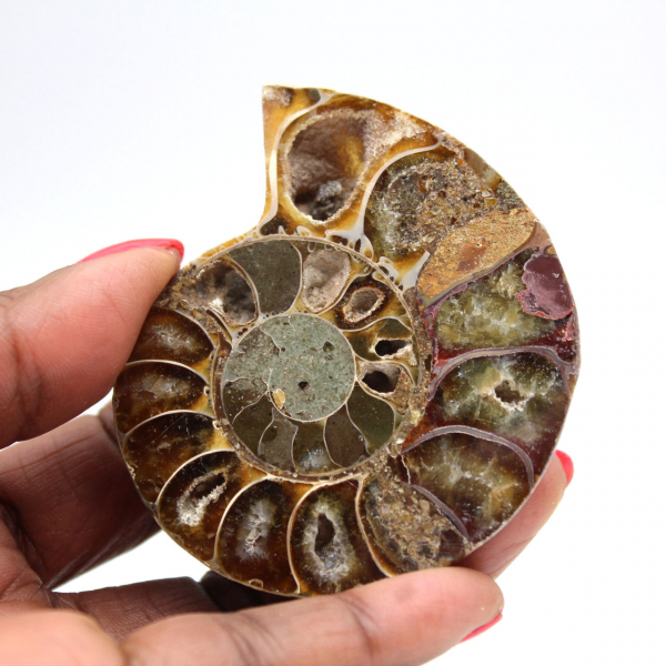 Ammonite fossil from Madagascar