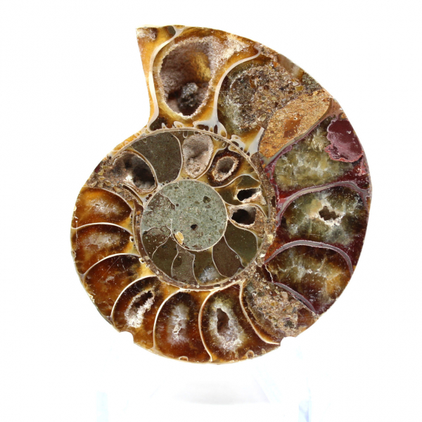 Ammonite fossil from Madagascar