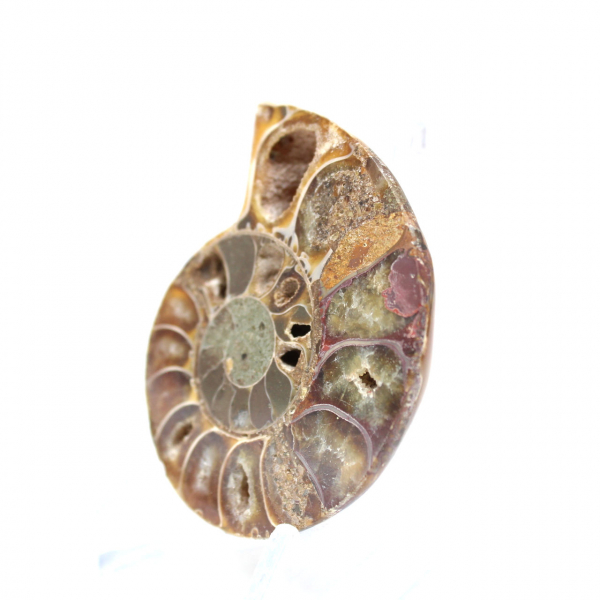 Ammonite fossil from Madagascar