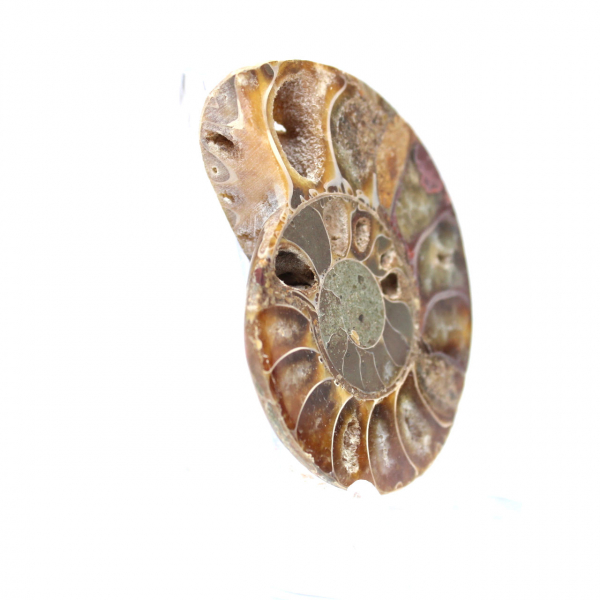 Ammonite fossil from Madagascar