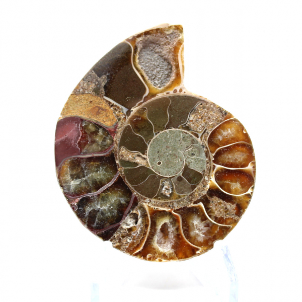 Ammonite fossil one piece