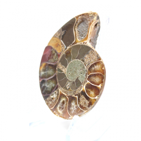 Ammonite fossil one piece