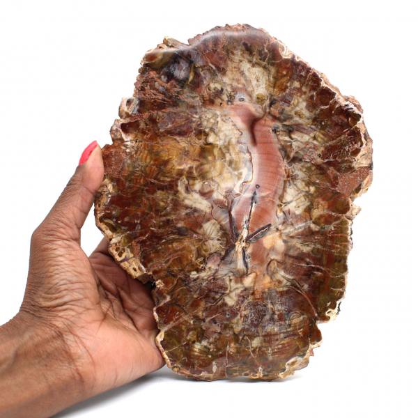 Polished Petrified Wood from Madagascar