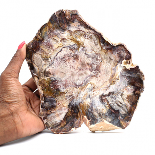 Polished Fossilized Wood from Madagascar