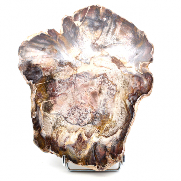 Polished Fossilized Wood from Madagascar