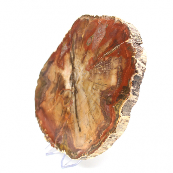 Natural polished silicified wood