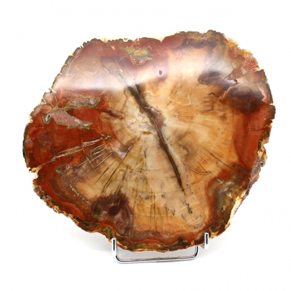 Natural polished silicified wood