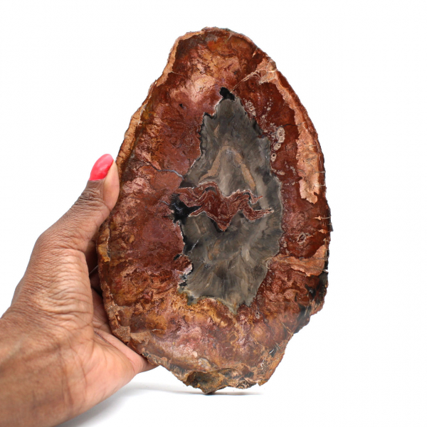 Natural polished petrified wood