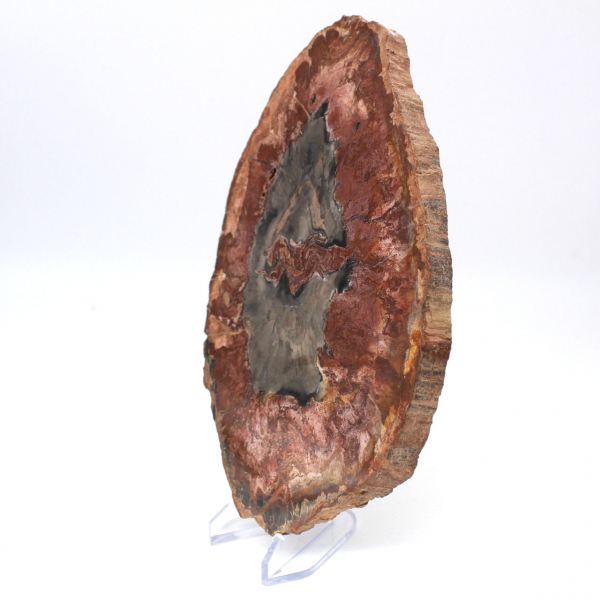 Natural polished petrified wood