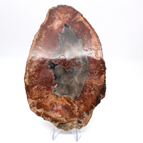 Natural polished petrified wood