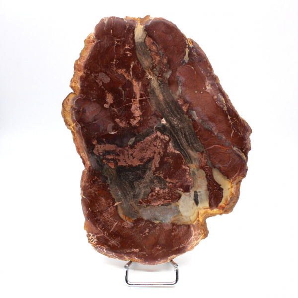 Madagascar silicified wood slice