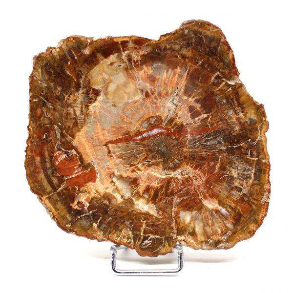 Natural petrified wood slice