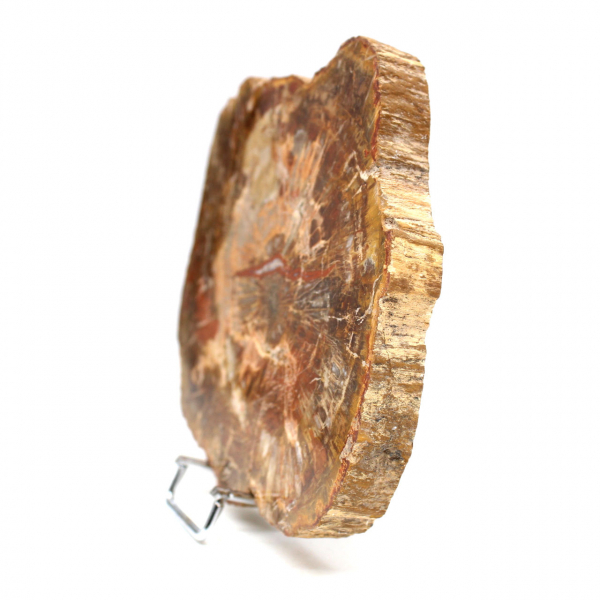 Natural petrified wood slice